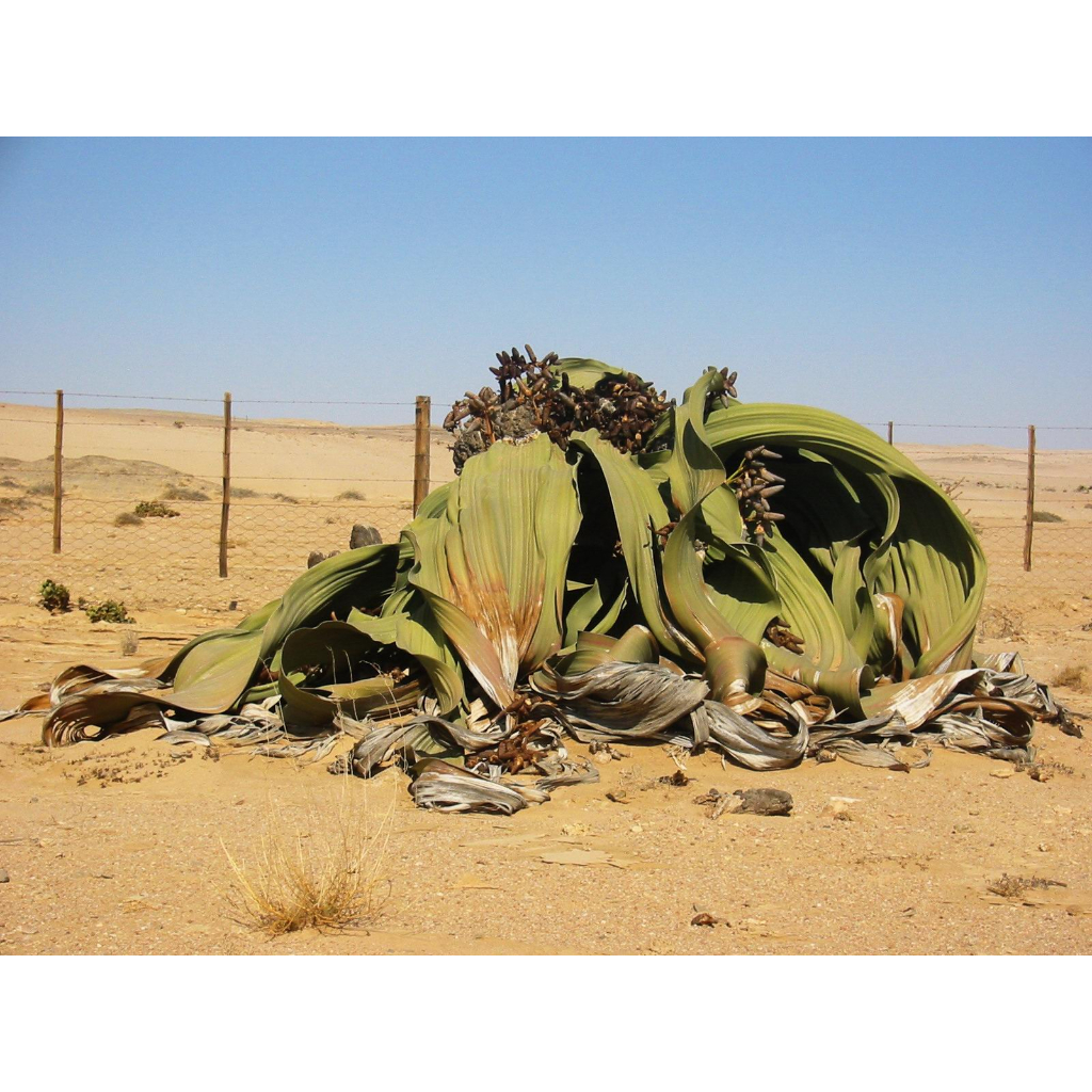 奇想天外 種子x50 [珍奇植物]ウェルウィッチア Welwitschia - 植物