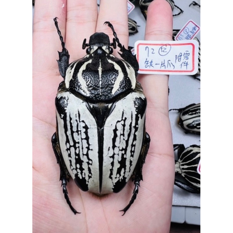 昆蟲標本（死的非活體） 野生goliathus orientalis preissi | 蝦皮購物