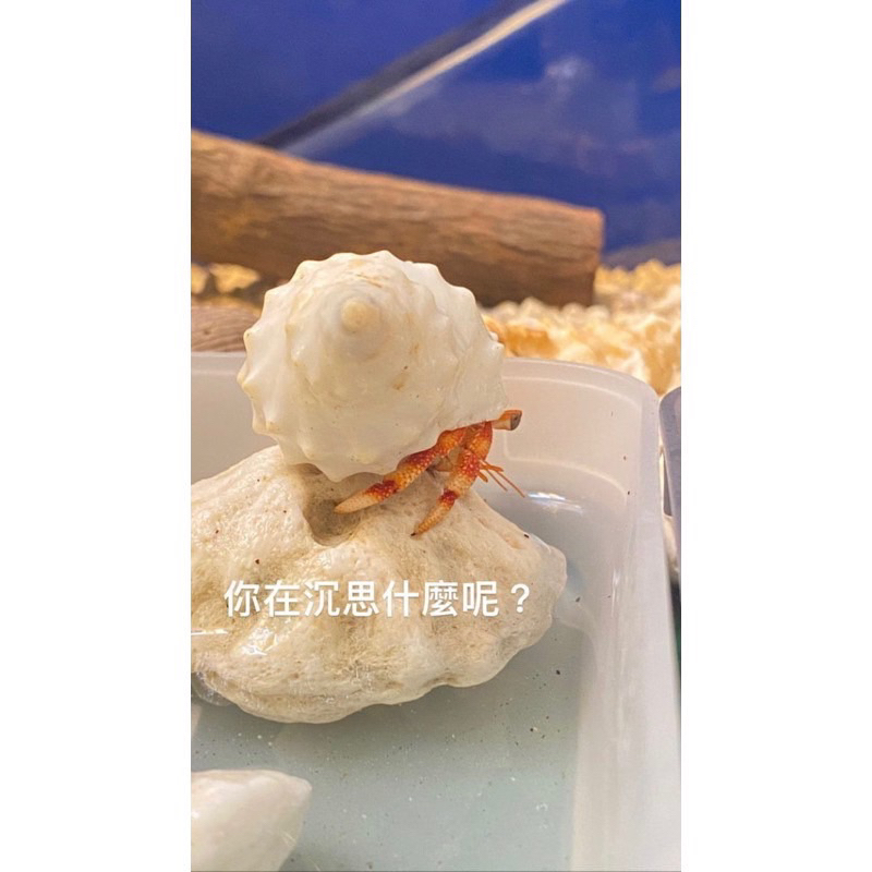 寄居蟹替換殼 白棘螺 棘岩螺 白色荔枝螺 寄居蟹殼 白海螺 天然貝殼 | 蝦皮購物