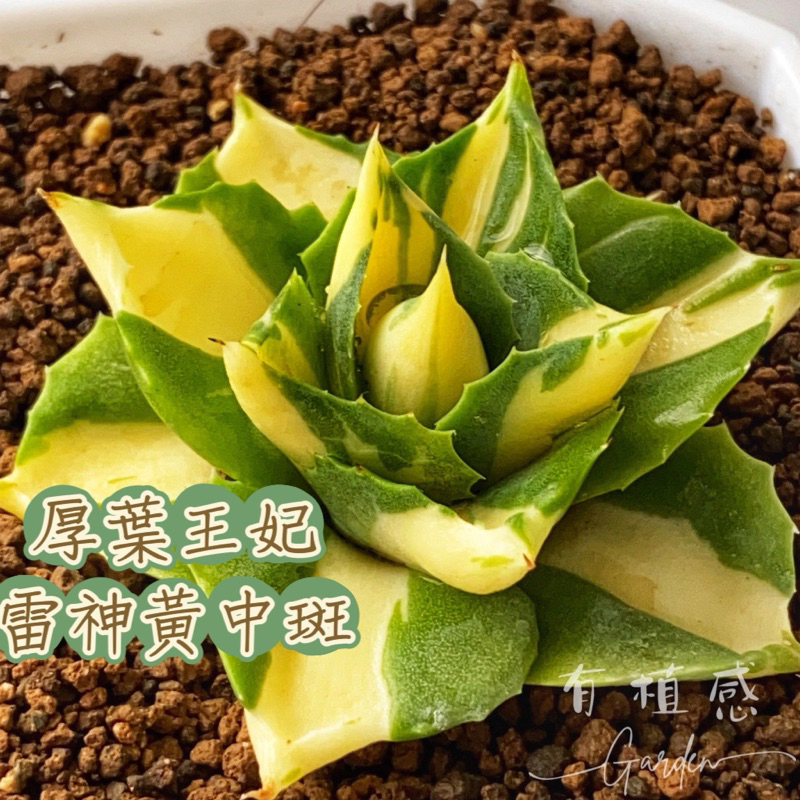 王妃雷神- 優惠推薦- 2023年12月| 蝦皮購物台灣