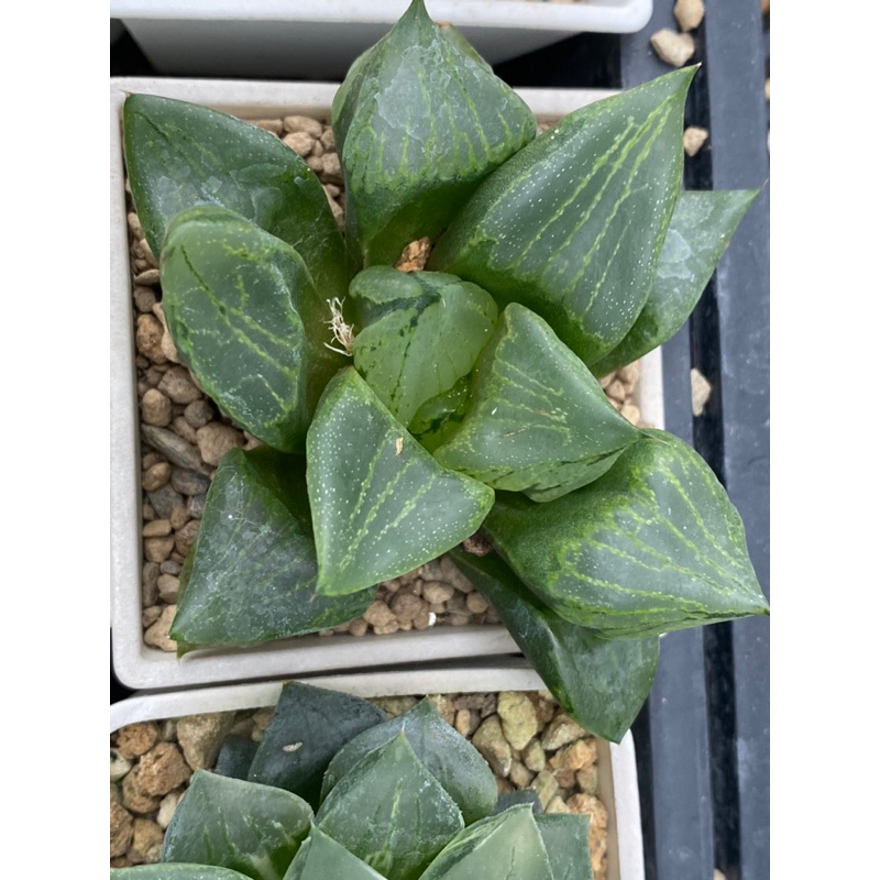 Haworthia ハオルチア十二卷百合科多肉植物壽｜裏般若（植株超過