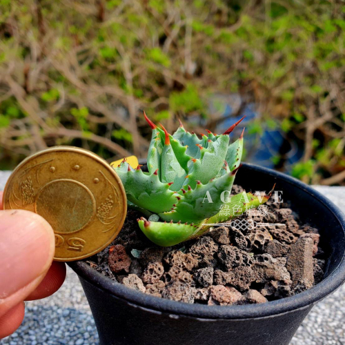 怪G斯-Agave, 線上商店| 蝦皮購物
