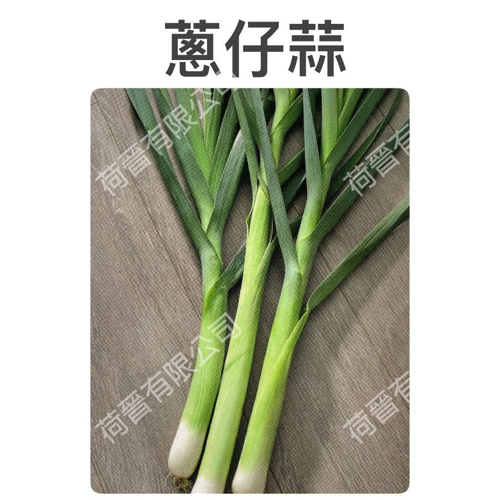 蔥仔蒜種子0.35公克(約100粒) 植株像大蒜，味道如青蔥，質地似韭菜。 | 蝦皮購物