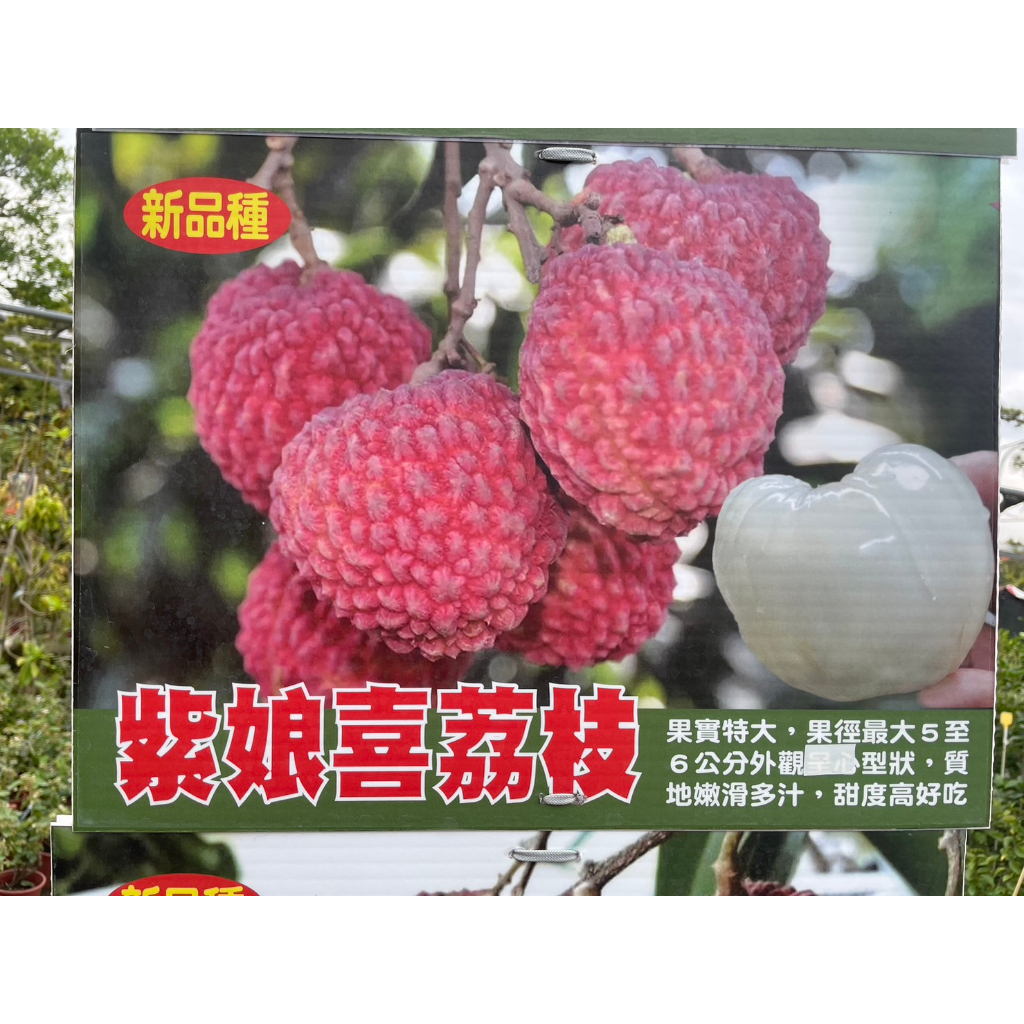 ★ 逗花枝玩 ☆ 水果苗 紫娘荔枝 4吋 植株較硬直 不建議超取 | 蝦皮購物