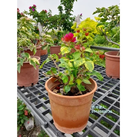 香港儷人 5吋盆