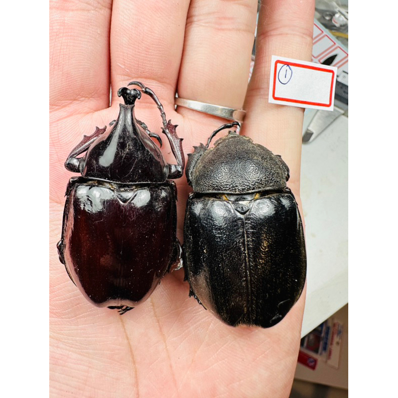 昆蟲標本 Xylotrupes pachycera 婆羅洲姬兜 成對 | 蝦皮購物