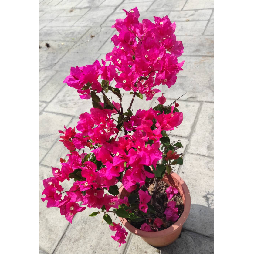 特殊品種7吋大盆<金心台北紅紫/透紫轉紅/玫瑰紅光譜>唯美仙系九重葛