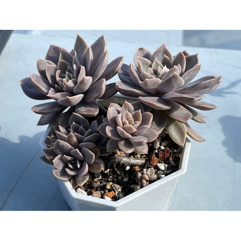 澄江老欉】多肉多汁植物519大叔的多肉園@519uncle | 蝦皮購物