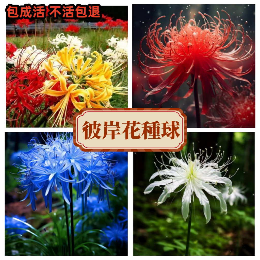 【彼岸花種球】彼岸花 種根石蒜花曼珠沙華球根 陽臺 庭院 綠植彼岸花種球 水培土培觀賞花卉種根