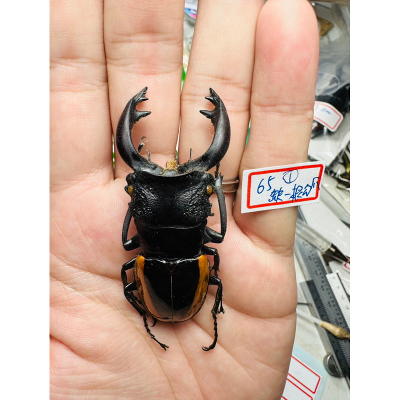 昆蟲標本（死的非活體） odontolabis wollastoni 長牙瓦利斯通尼鬼豔