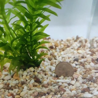 水族造景砂 自然顏色天然砂石 水草砂 魚缸底砂