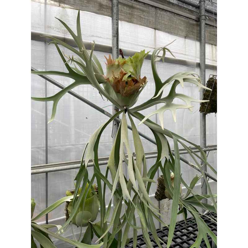 P.willinckii white angle P.veitchii 3th