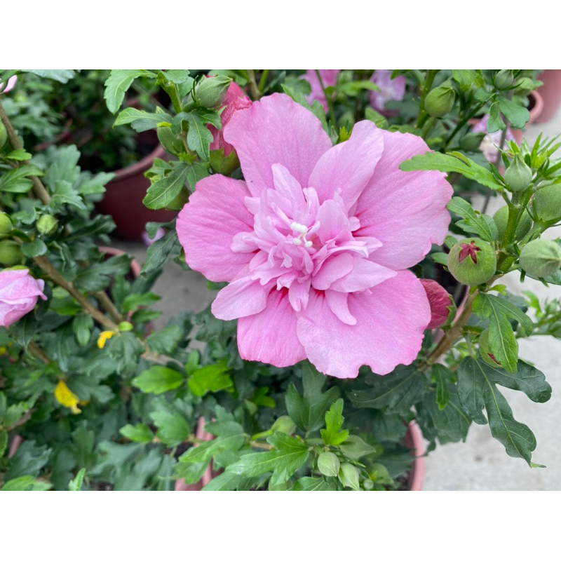 5吋 水槿 盆栽 綠植 庭院佈置 植物 樹 觀葉植物 庭院 花圃 室內植物 草花 陽台植物 工程樹 景觀設計 園藝佈置 | 蝦皮購物