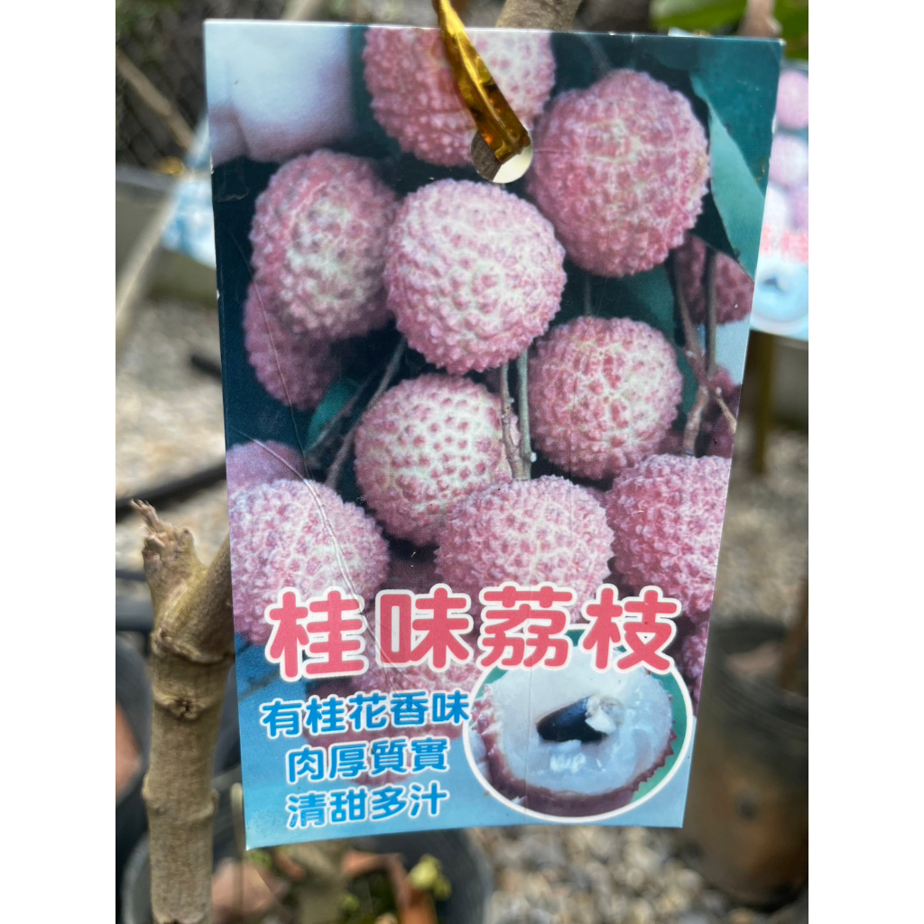 ★ 逗花枝玩 ☆ 水果植物 桂味荔枝 4吋 植株較硬直 建議宅配，超取會修剪出貨 | 蝦皮購物