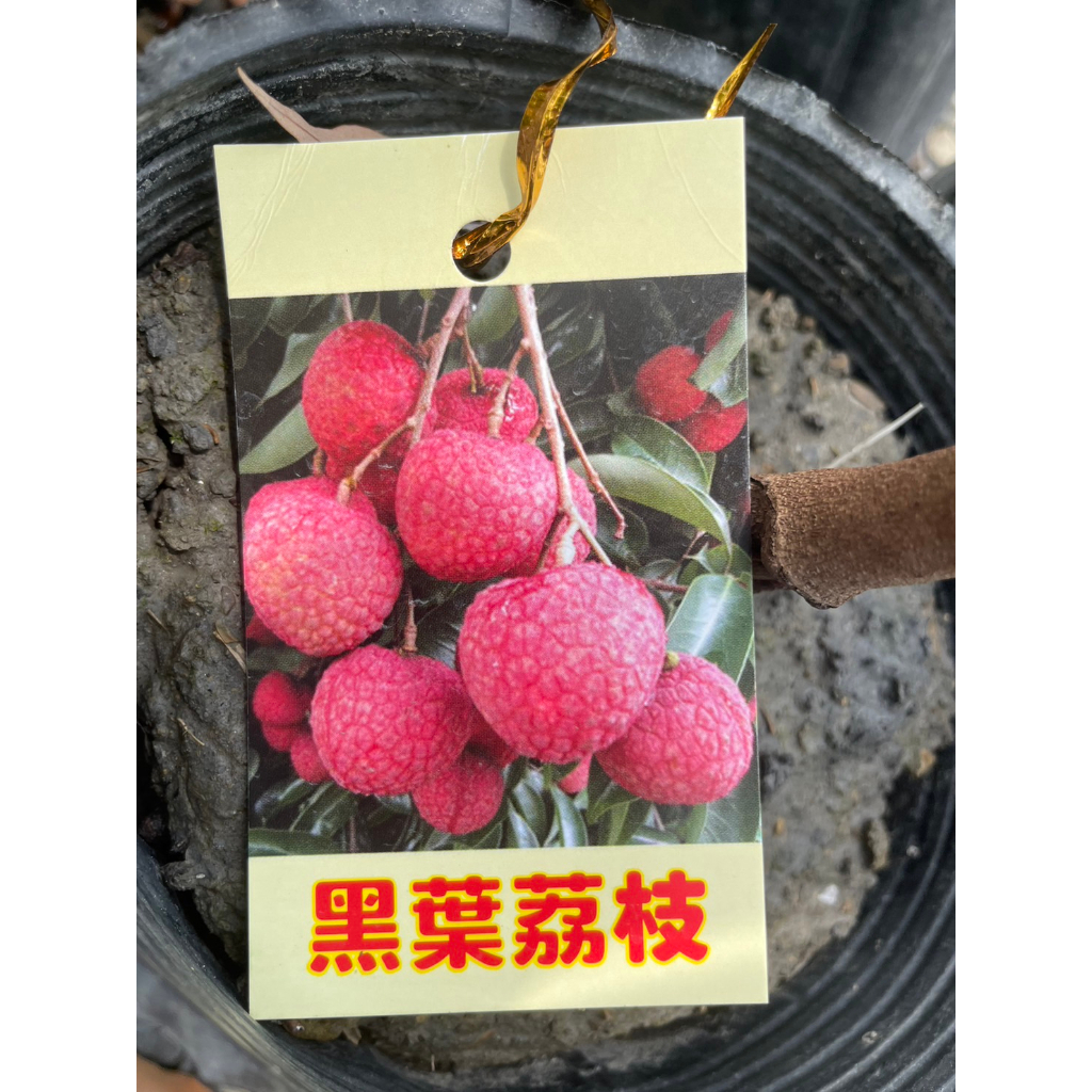 ★ 逗花枝玩 ☆ 水果植物 黑葉荔枝 4吋 植株較硬直 建議宅配，超取會修剪出貨 | 蝦皮購物