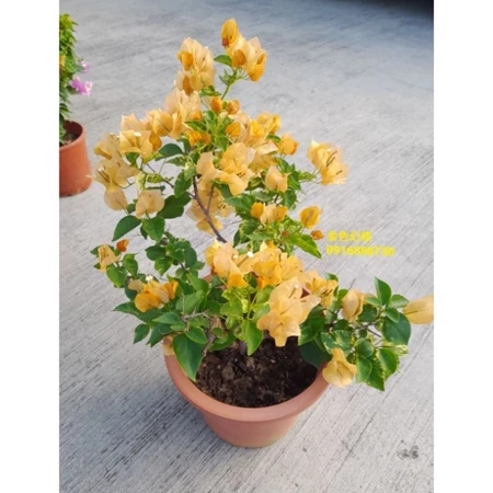 金色幻想 7吋盆