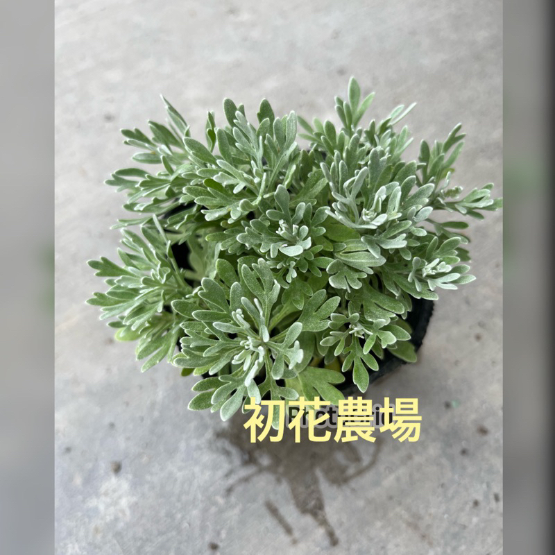 初花農場3店｜芙蓉｜日本芙蓉｜3寸｜室外植物｜避邪，淨身植物