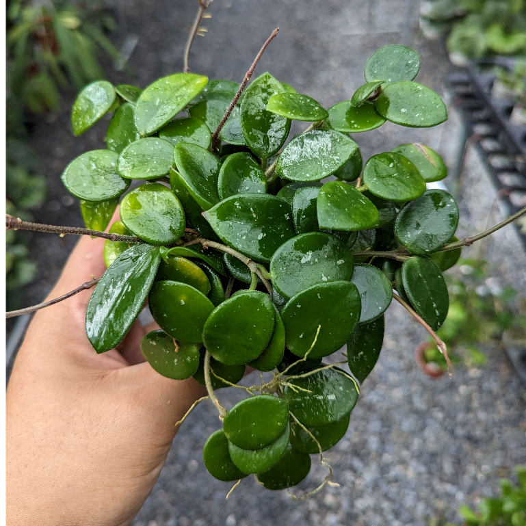 開心農元-觀葉植物- 錢幣毬蘭 Hoya cv. mathilde | 蝦皮購物
