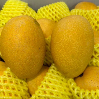【夏雪芒果被譽為「芒果界的LV」為高雄農改場耗時十多年培育出來台灣獨有的芒果品種是唯一有著品種認證的在地芒果