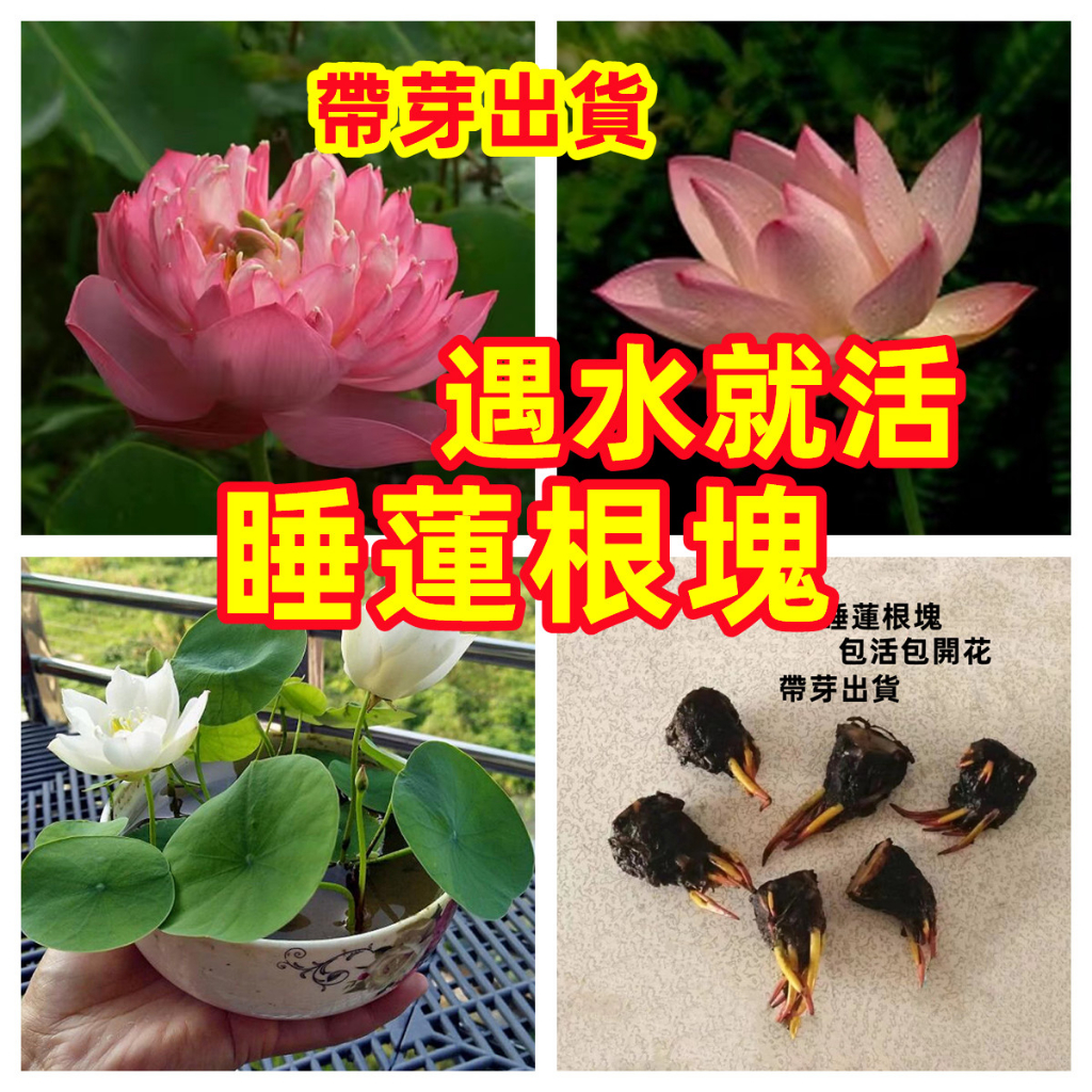 睡蓮種藕 碗蓮根莖包成活包開花迷你睡蓮根塊 遇水就活 荷花種藕苗 一根莖開三朵蓮花 新手超級好養 水生植物魚缸水草 蝦皮購物