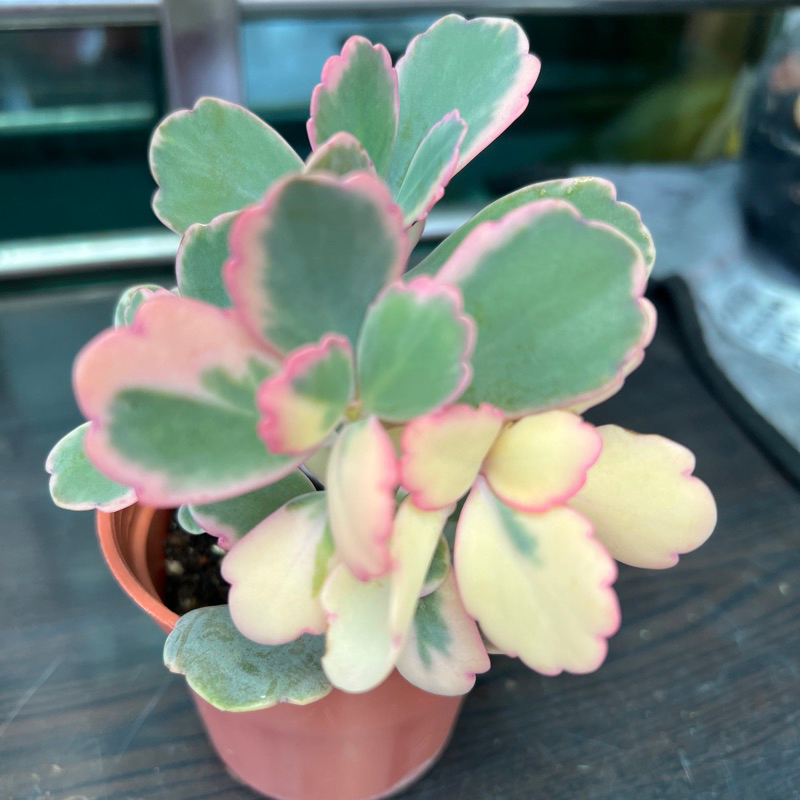 多肉植物。花蝴蝶法師錦 さまし
