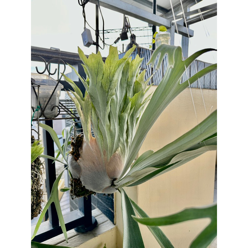 P.Cosmo
