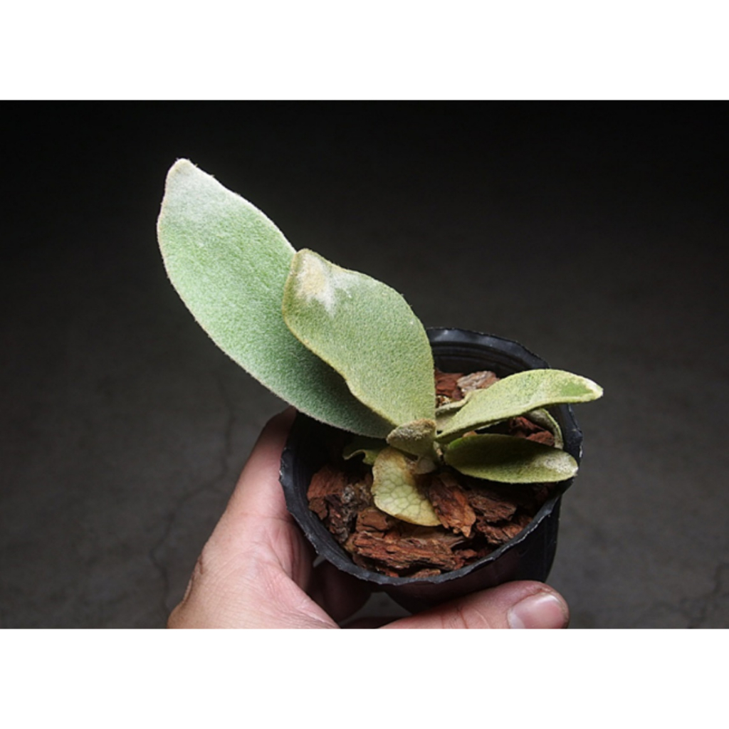 美心花園>鹿角蕨檸檬鹿角蕨P. veitchill cv. Lemoinei (銀鹿特殊個體