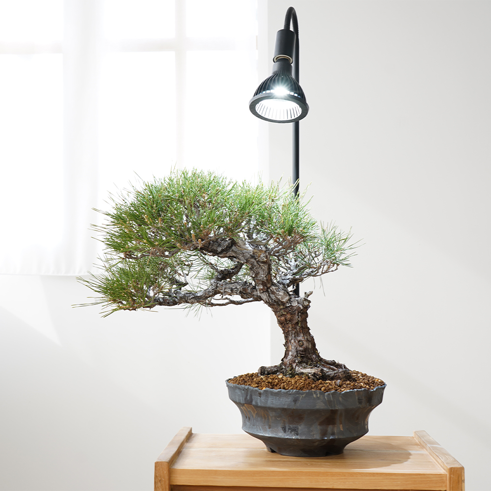 NEO AMATERAS LED 20W 植物生長LED 天照大御神5900K 白光天照 NEO AMATERAS LED 20W 植物生長LED 天照大御神5900K 白光天照