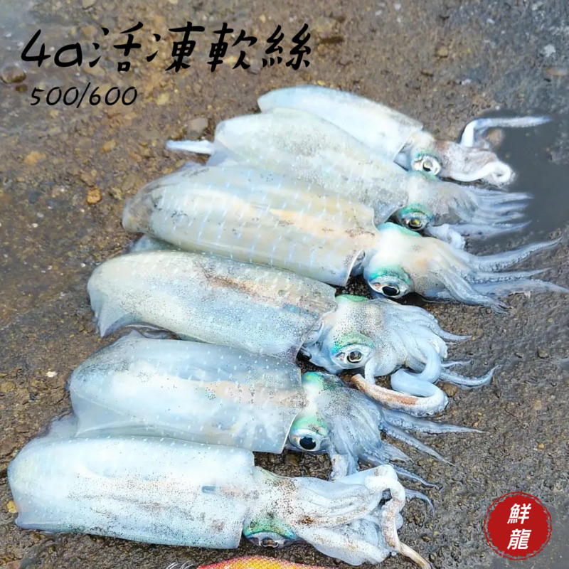 🐉鮮龍水產🐉4A活凍軟絲/鎖管/軟絲/軟翅仔/萊氏擬烏賊/透抽/中卷 | 蝦皮購物