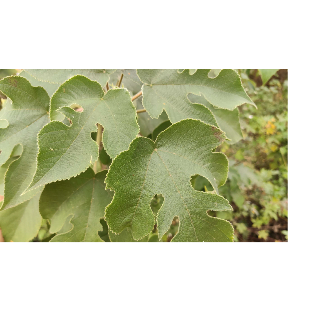 構樹葉 鮮葉100g 下單現採 鹿仔樹 楮樹 泡茶 食用 泡腳 | 蝦皮購物