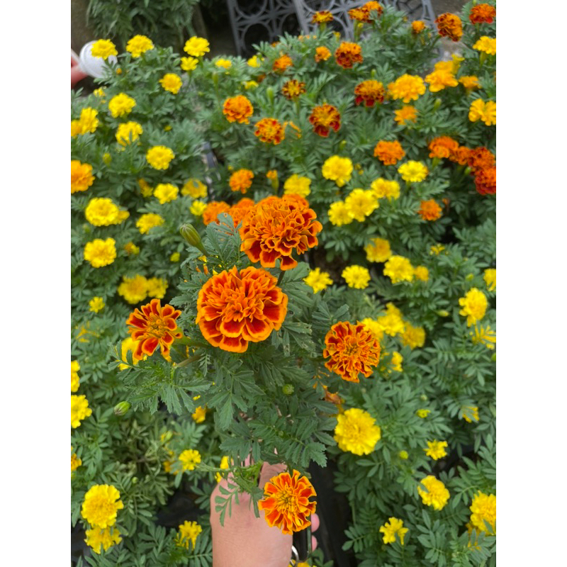 植入日常 孔雀草 三寸黑軟盆 草花 觀賞價值高 花色豐富 細葉萬壽菊/網美植物/開花 交換禮物 店面擺設 | 蝦皮購物