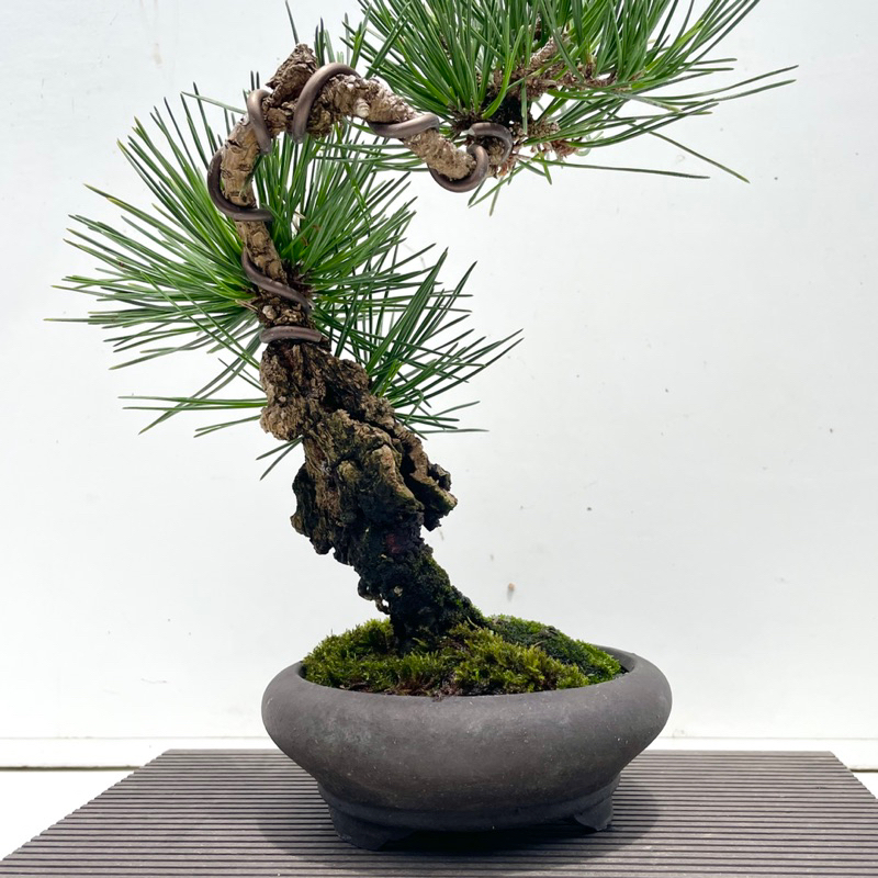 野趣小品盆栽》日本黑松🇯🇵夢錦松（錦松進化品種） | 蝦皮購物