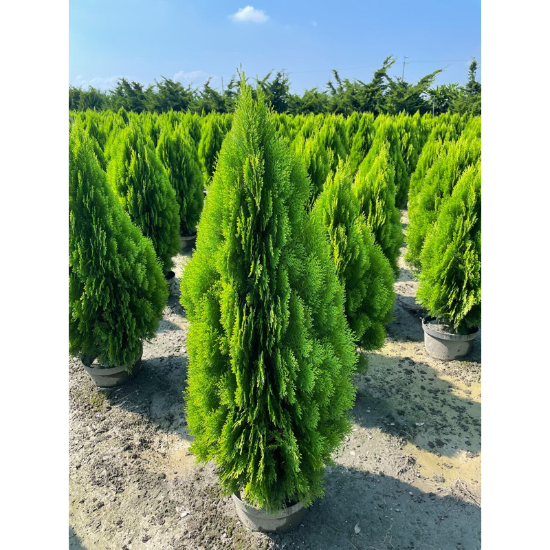 黃金扁柏80-150公分 | 蝦皮購物