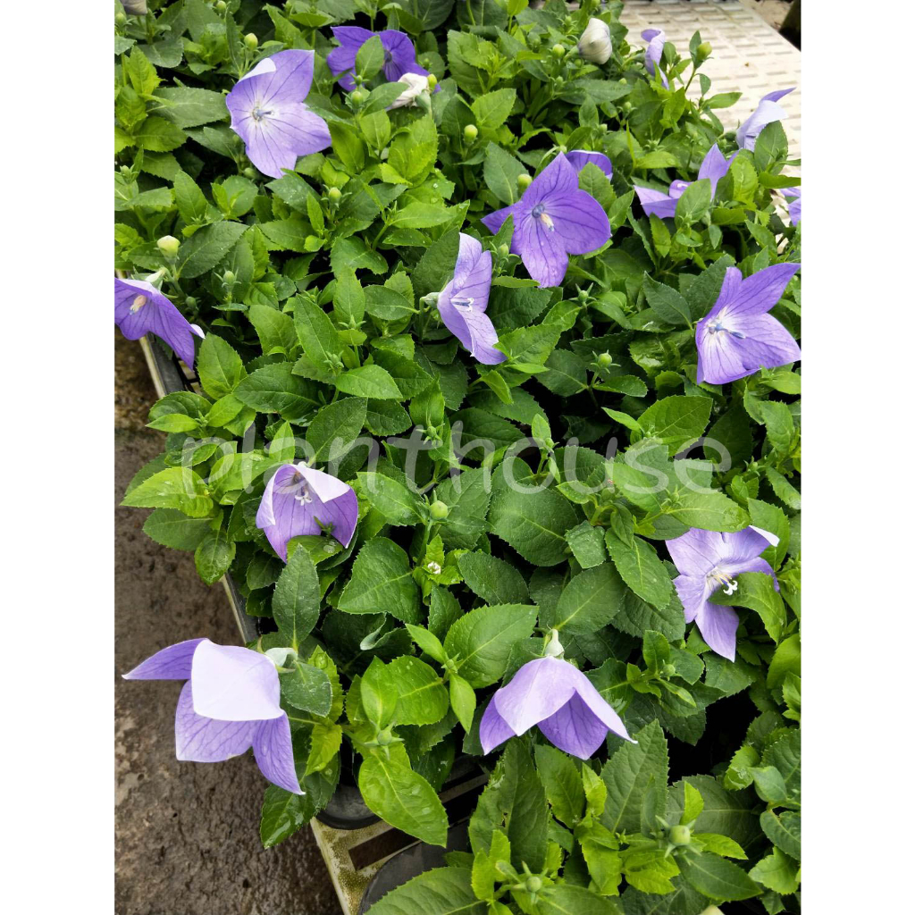 植宅 中國桔梗(氣球花/汽球花) 3吋 季節花卉 建議郵局 | 蝦皮購物