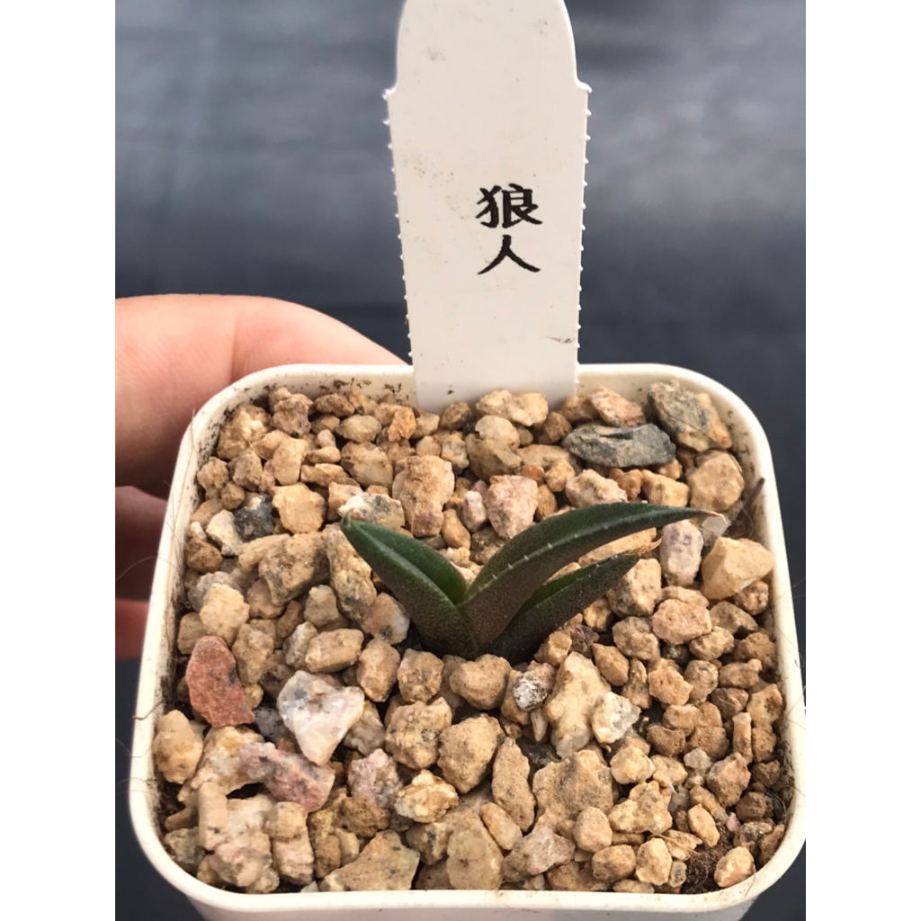 ≡植綠人生≡🌴狼人嚴龍🌴Agave titanota 'werewolf'龍舌蘭科│狼人龍