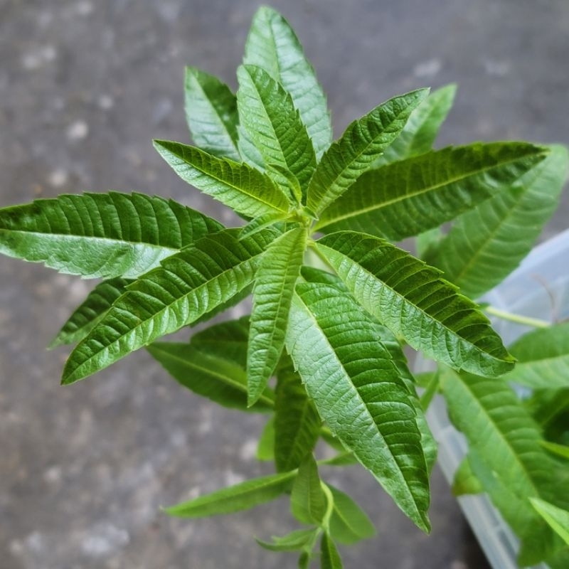 檸檬馬鞭草Lemon verbena藥食兩用西洋世紀草藥 ︎泡茶香草無可取代 ︎盆栽 | 蝦皮購物