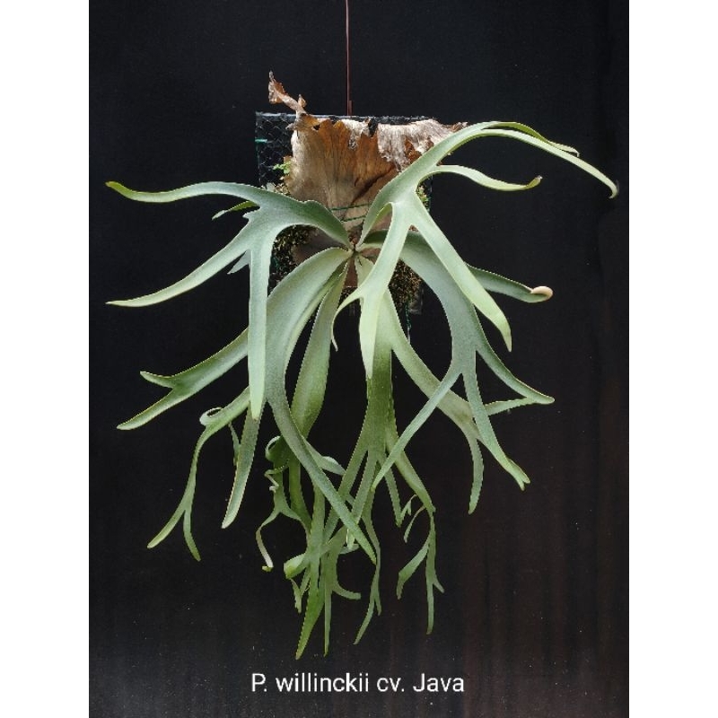 500円引きクーポン P.willinckii Wild Java | ikebana-ohana.com