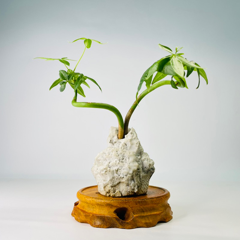 🌳木頭底盤園藝花盆加高墊小型盆器配件茶席擺飾花架公仔藝術品水晶展示