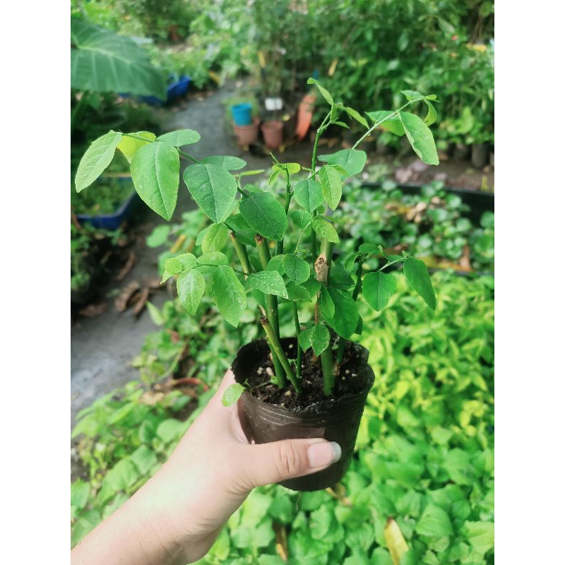 rau ngót cây giống | 蝦皮購物