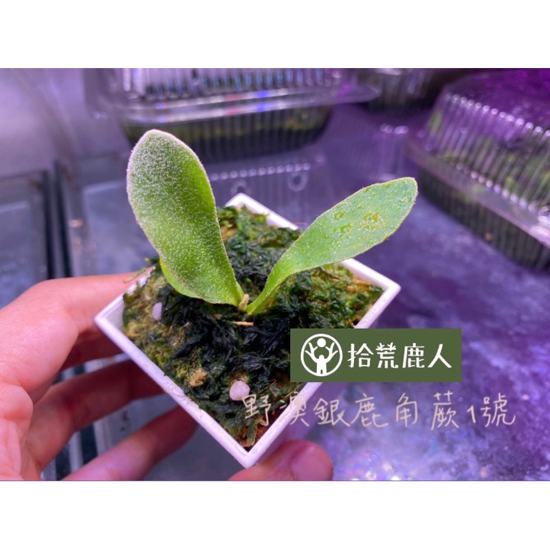 P.Veitchii Wild Australia Pup 再入荷 植物/観葉植物