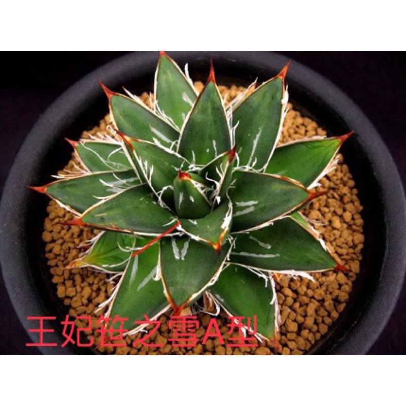 王妃笹之雪A型/藍巖龍/綠皮嚴龍/八荒殿/華竹潘紅龍舌蘭種子與 王妃笹之雪A型/藍巖龍/綠皮嚴龍/八荒殿/華竹潘紅龍舌蘭種子與
