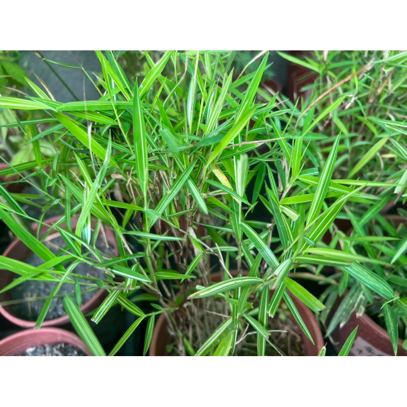 斑葉風竹(觀葉植物 斑葉 觀賞竹 斑葉)，每株10公分以上裸株無盆不帶介質保濕出售。 | 蝦皮購物