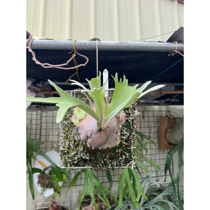 P.willinckii’Yellow moon’×’Watchara’×’Bo P.willinckii'Yellow moon'×'Watchara'×'Boの通販はau PAY マーケット