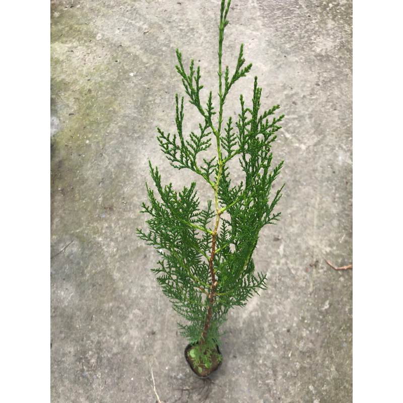 台灣 原生種 土扁柏/黃檜｜3吋～苗植袋 | 蝦皮購物