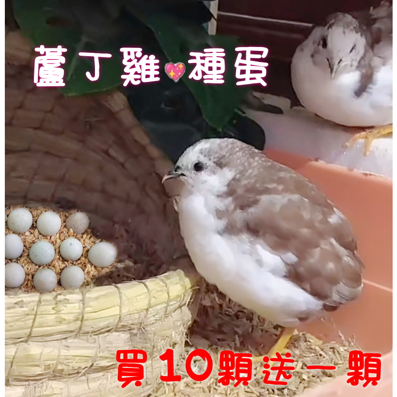 當天現產 稀有品系 禮服 蘆丁雞 種蛋 ~ 迷你雞 純白 黑白 炫彩 銀白 藍臉 企鵝 受精蛋 盧丁雞 買十送一 雞蛋 | 蝦皮購物