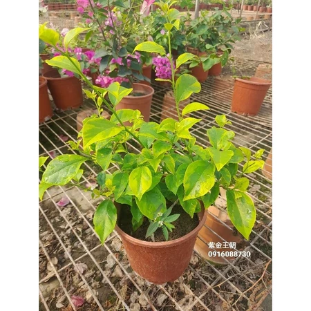 紫金王朝 5吋盆