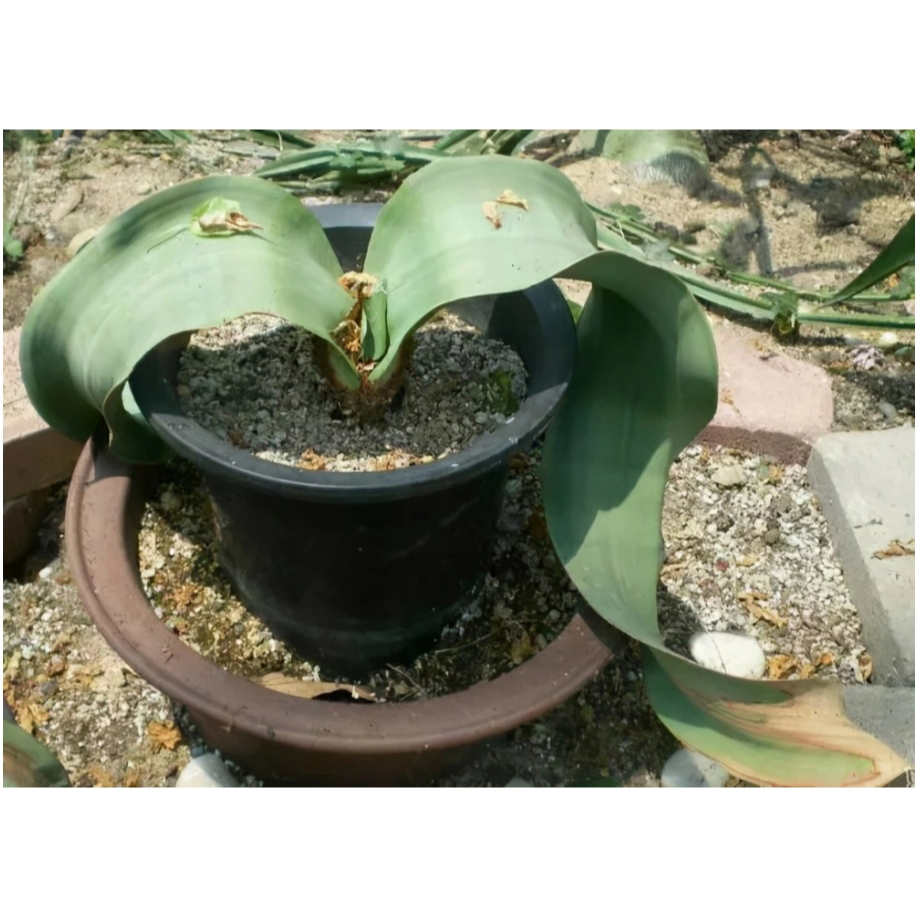 ウェルウィッチア ミラビリス（奇想天外）、Welwitschia mirabilis 2 