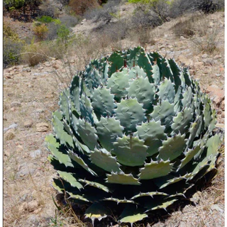 Agave 圓葉瓜達 guadalajarana Round アガベ グアダラハラナ ラウンド