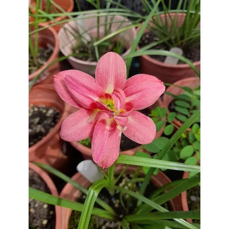 巴真之心 頂上花藝