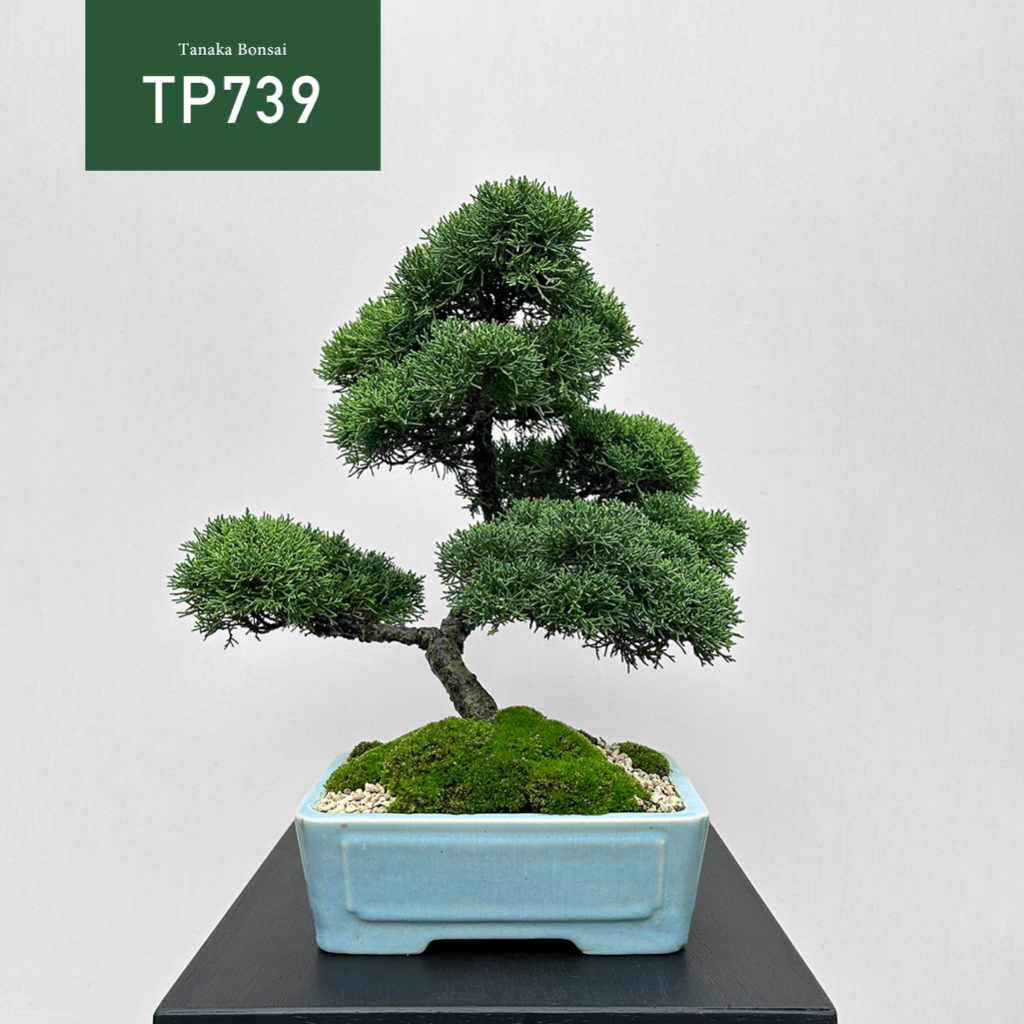 Tanaka Bonsai】TP739 紀州真柏/鐵柏盆景| 松柏盆栽| 蝦皮購物